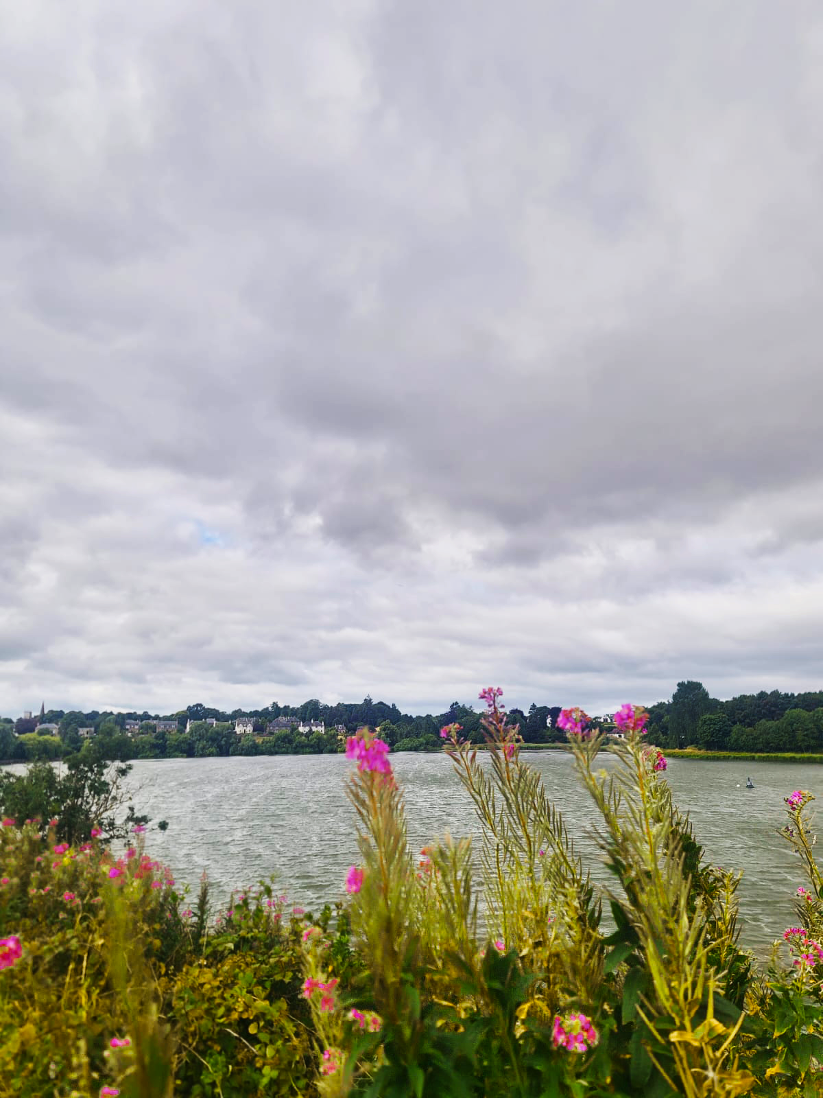 Pink wildflowers in front of a lake under a heavy grey sky, houses and trees on the far bank