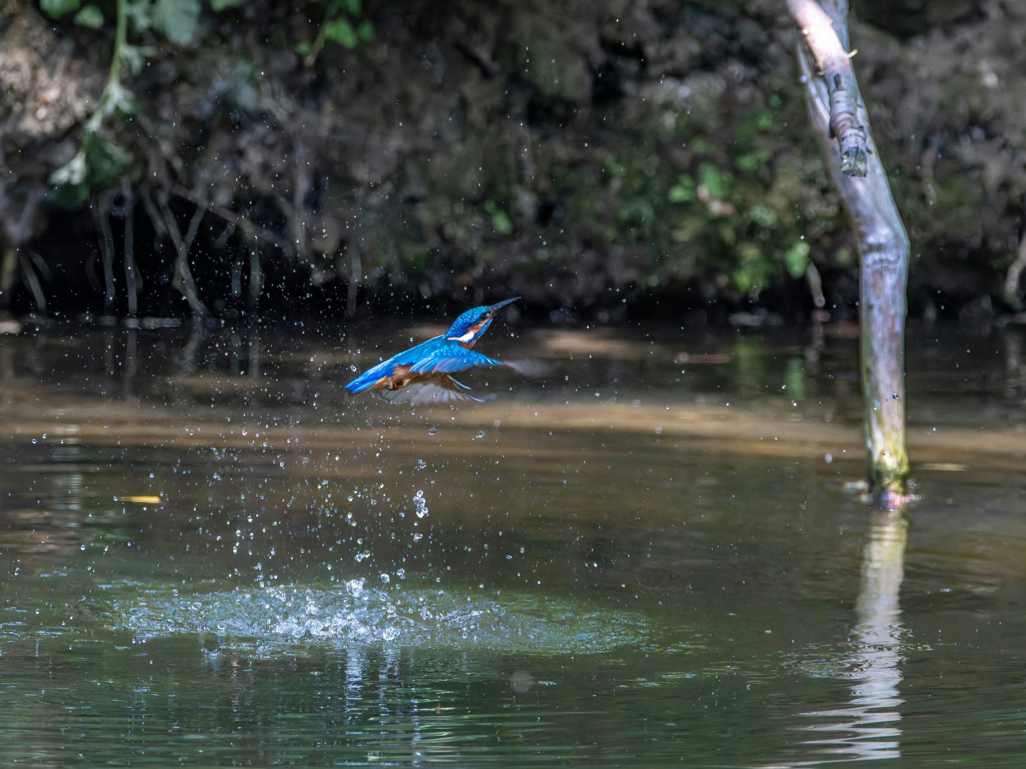 A kingfisher lifting from the water in a scatter of spray, the dark riverbank behind